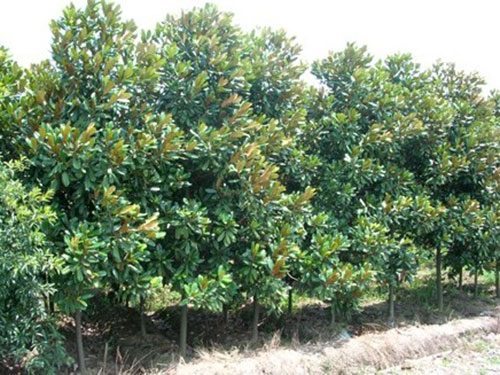 樹木成活率不高？12招樹木養(yǎng)護秘訣，要知曉！