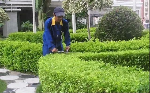 園林綠化工程施工常見誤區(qū)，您中招了嗎?