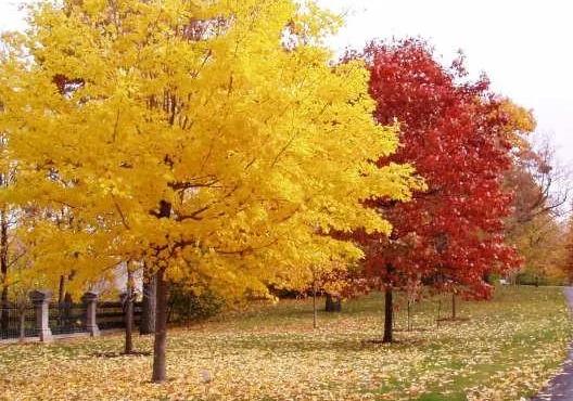 彩葉樹如何配置才能真正體現(xiàn)園林綠化之“美”？