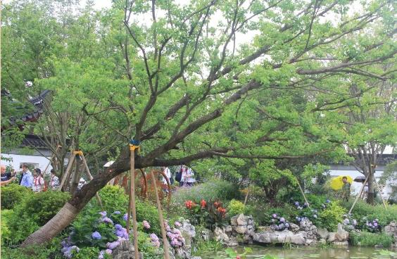 園林綠化的植物八大養(yǎng)護(hù)要點(diǎn)