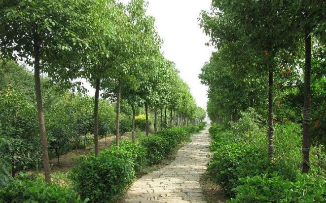 立秋后，湖北園林綠化苗木養(yǎng)護(hù)注意事項(xiàng)有哪些？