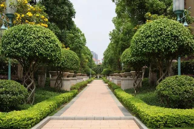 武漢園林綠化常見(jiàn)的觀果樹(shù)木都有哪些？