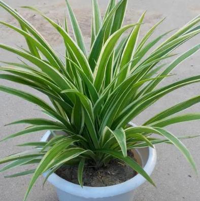 關(guān)于金邊吊蘭，你不能不知道的5個養(yǎng)護(hù)小技巧