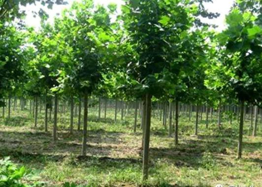 園林綠化中幾種常見(jiàn)速生樹(shù)種，發(fā)展趨勢(shì)怎么樣？