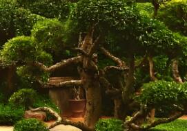 園林植物的形狀通?？煞譃閹追N呢？